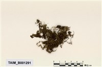 藏品(側枝提燈苔)的圖片